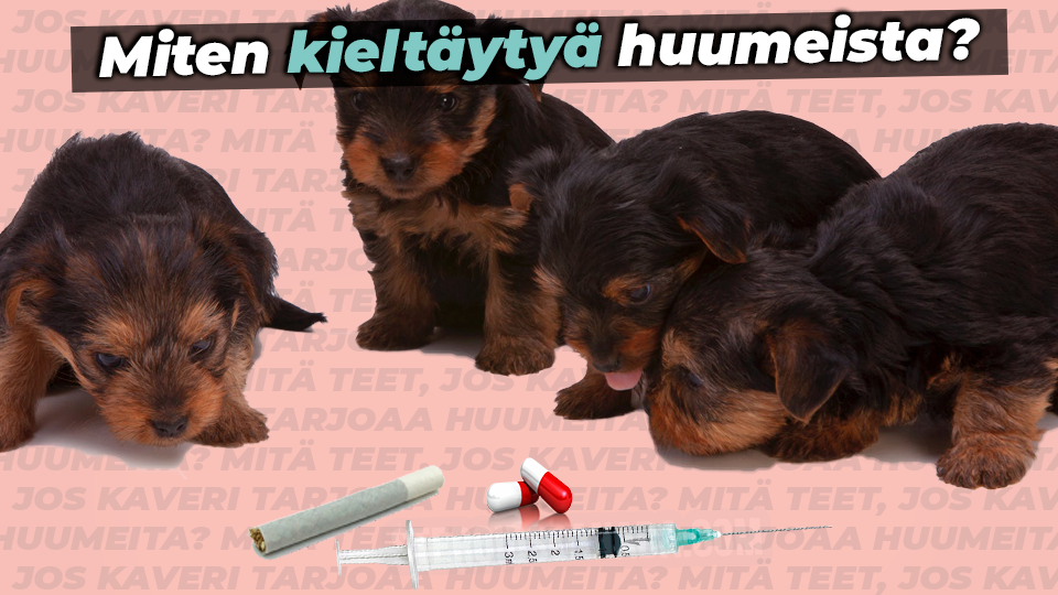 Kolme koiranpentua tuijottaa huumepiikkiä ja teksti Miten kieltäytyä huumeista