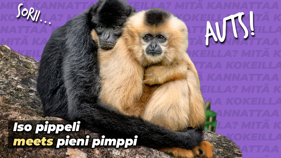 Kaksi halaavaa apinaa ja teksti Iso pippeli meets pieni pimppi