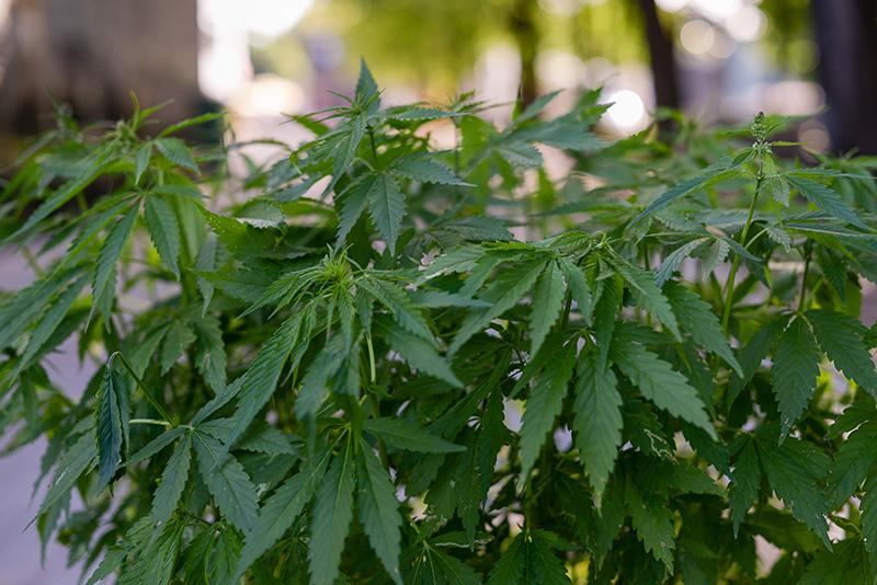 Kannabiskasvi.