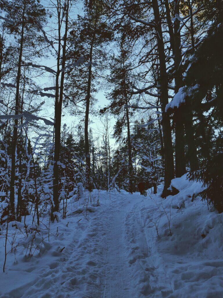 Luminen metsämaisema, jossa polku ylämäkeen.